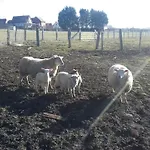 Rural 